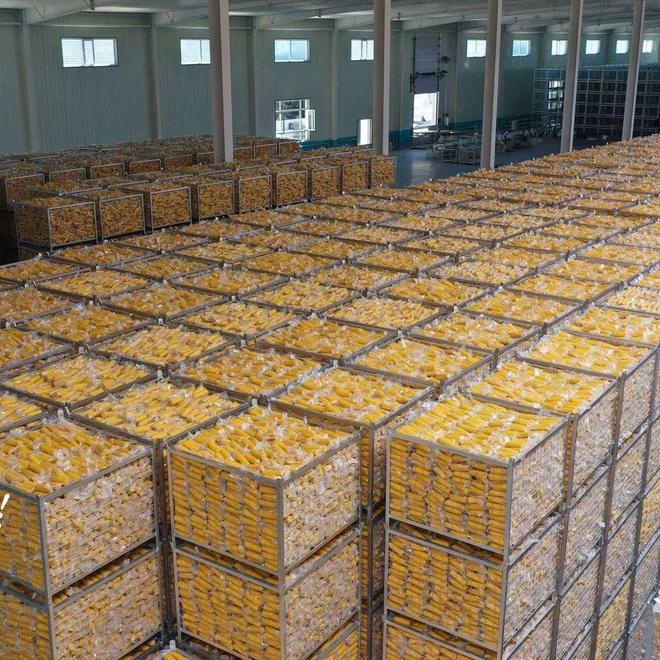 速冻玉米与鲜玉米冷库储存方案对比