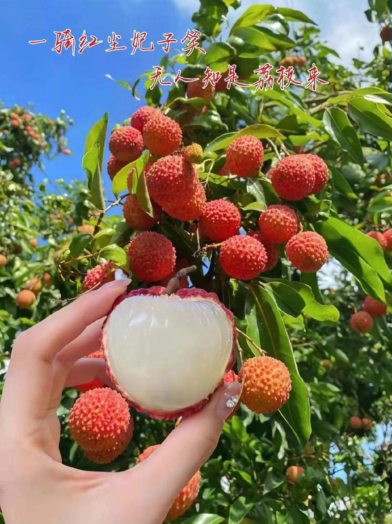 从“一骑红尘妃子笑”到全球冷链：古今冷库运输的千年演变